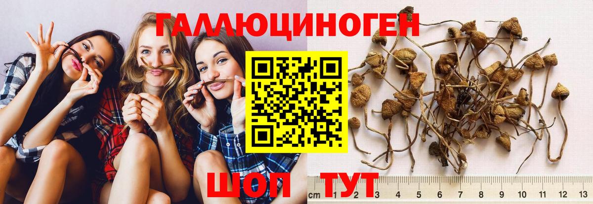 Псилоцибиновые грибы Psilocybine cubensis Архангельск